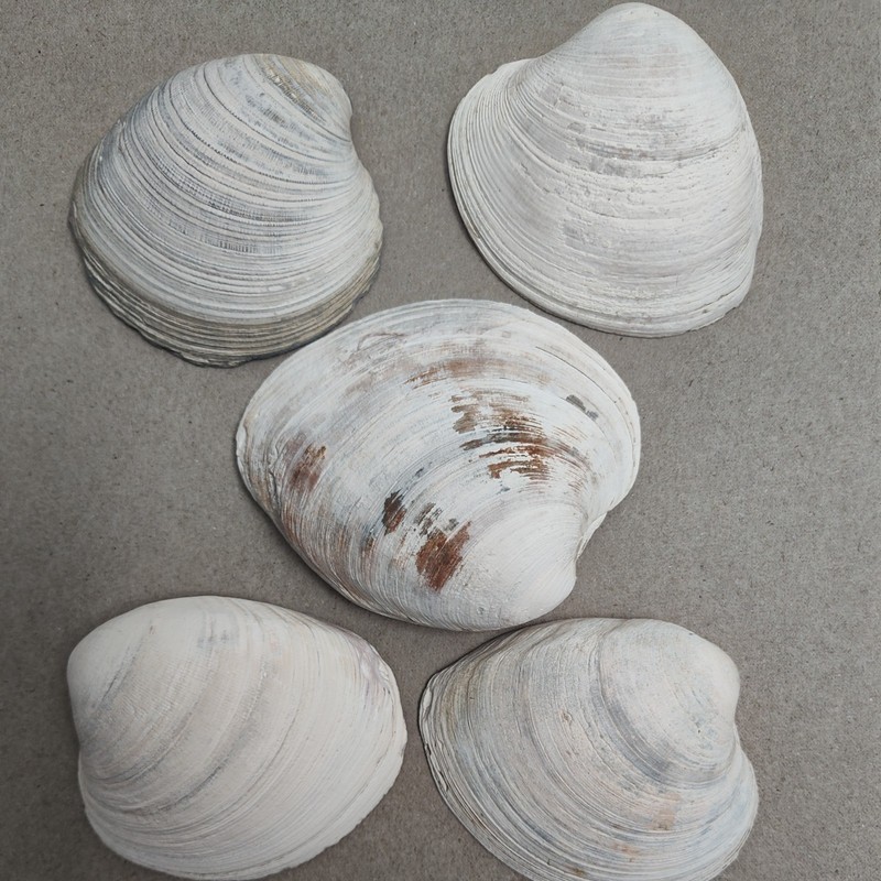Lot of 5 Natural Clam Shells Atlantic Ocean Outer Bank NC Crafts 3”- 3.5”
