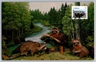 Canada 2012 Wildlife Racoons FDC Maxi Card w/Pictorial Cancel