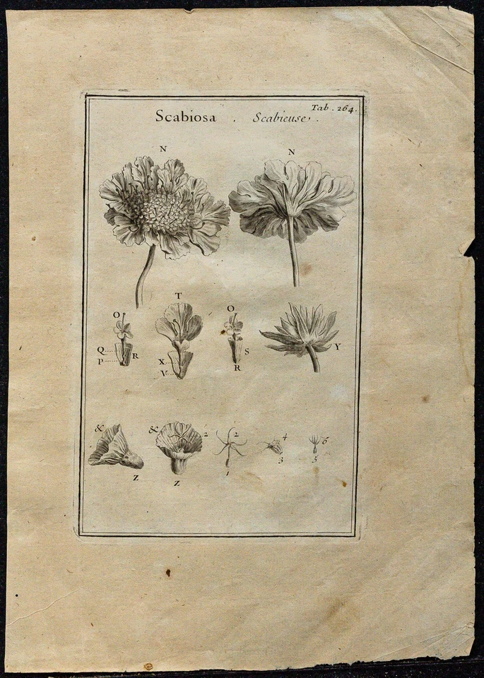 1719 - Flower Scabious (Scabiosa) - engraving antique Of Botany (Tournefort)