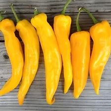 100ct Giant Golden Marconi Sweet Pepper Seeds - Sweet Super Mild Heirloom Pepper