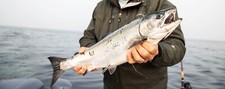 JRX™ Mike's Number 1 Salmon Flasher