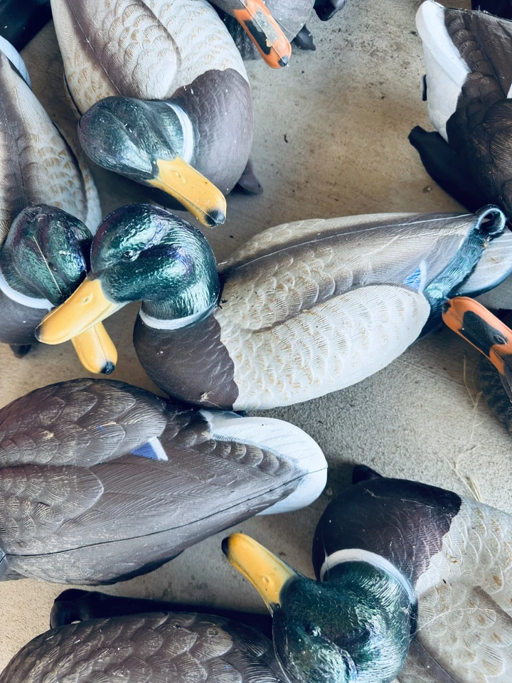 12 Flambeau Duck Decoys.  Never used, in box.  Classic Mallard Weighted keel  - Image 2 of 4