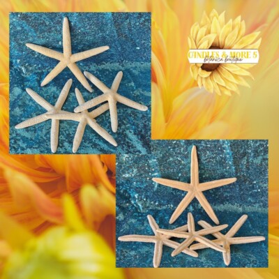 6 PCS Estrella De Mar Yemaya Olokun Finger Starfish Yoruba Santeria Orisha Altar