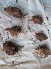 6 Small  Medium red organic Jerusalem Artichoke  Tubers FOR PLANTING  