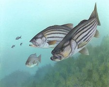 BASS STRIPE FISH MOUSE COMPUTER MOUSE PAD 9 X 7