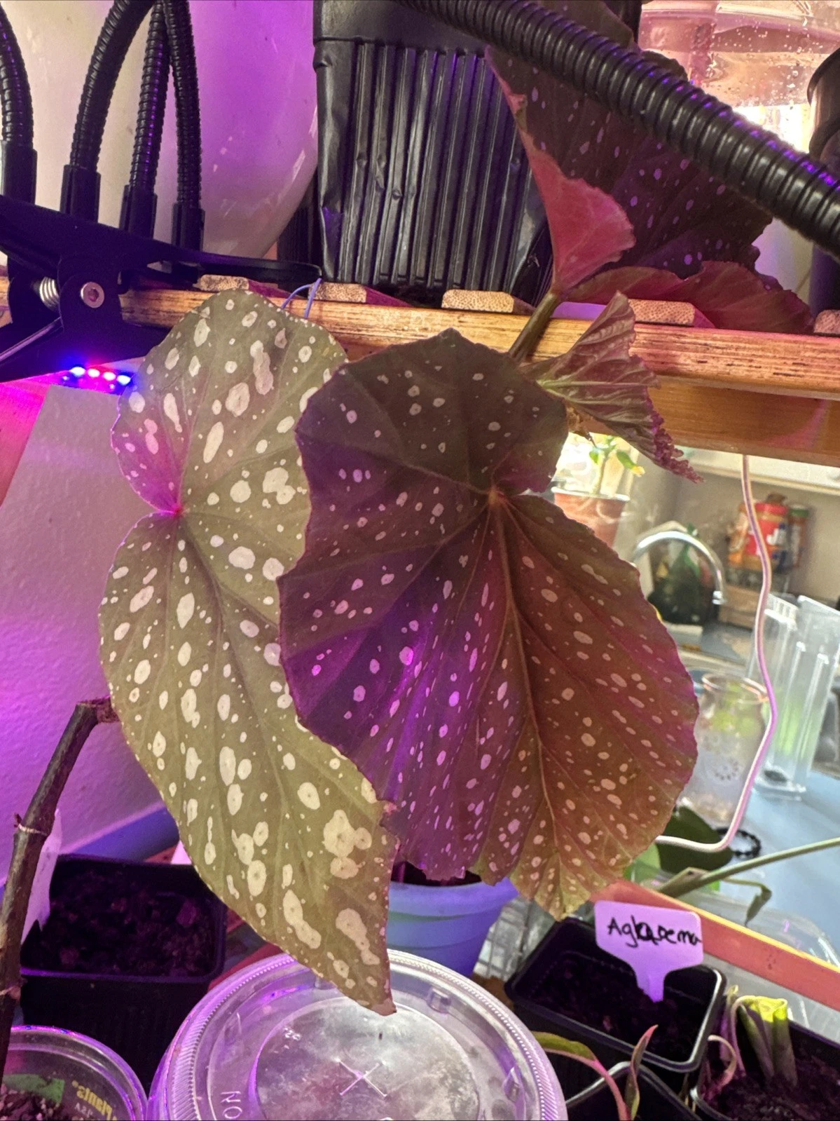mystery starter plants 🌱
Opens in a new window or tab