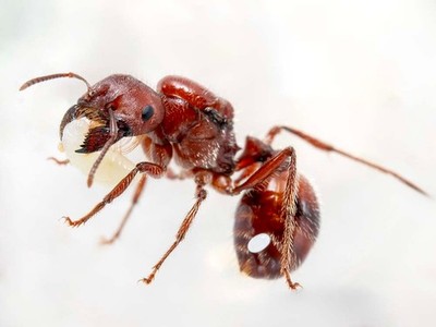 Pogonomyrmex Barbatus (RED Harvester ant QUEEN FRESH WITH BROOD) FAST SHIPPING!