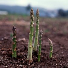 Asparagus Seeds, UC 157 F2, Hybrid, Most Popular Planting Asparagus, FREE SHIP