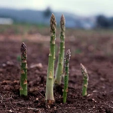 Asparagus Seeds, UC 157 F2, Hybrid, Most Popular Planting Asparagus, FREE SHIP