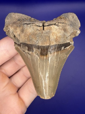 #ad #ad Large 3.29” Angustiden Shark Tooth Fossil Megalodon Family Real Shark Teeth $65.00