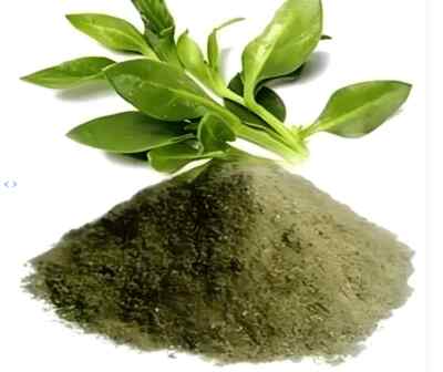 Kalmegh Powder Chirayta Hara Indian Echinacea Andrographis Paniculata Herbs