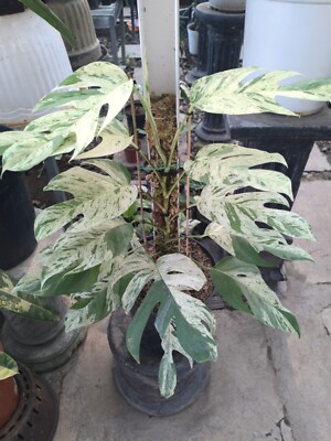 Epipremnum Pinatum Marble Variegated Real Picture