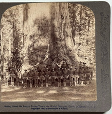 Grisley Giant, árbol vivo más grande del mundo en Mariposa Grove Stereoview