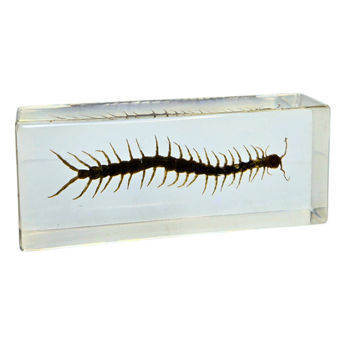 4 1/4" Real Large Centipede in Clear Lucite Resin Science Education Specimen