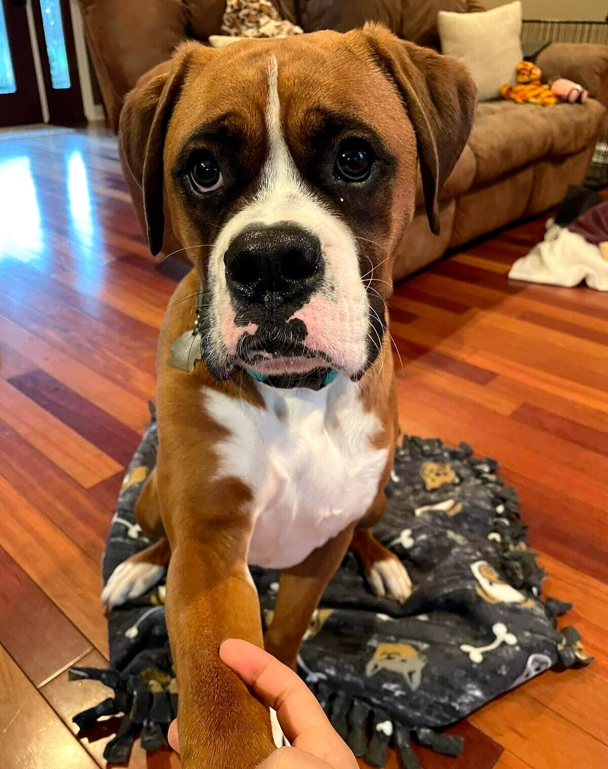 For 1 Boxer Dog -$84