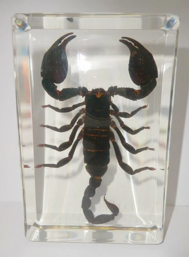4.7" Black Scorpion Asian Forest Scorpion Clear Block Education Insect Specimen - Picture 1 of 10