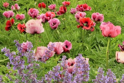 1000 MIXED Colors ORIENTAL POPPY Papaver Orientale Flower Seeds