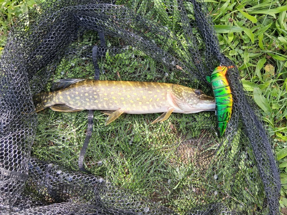 Angelköder Crankbait Set, Schwimmend, Lebensecht, Barsche Forellen Zander - Bild 4 von 4