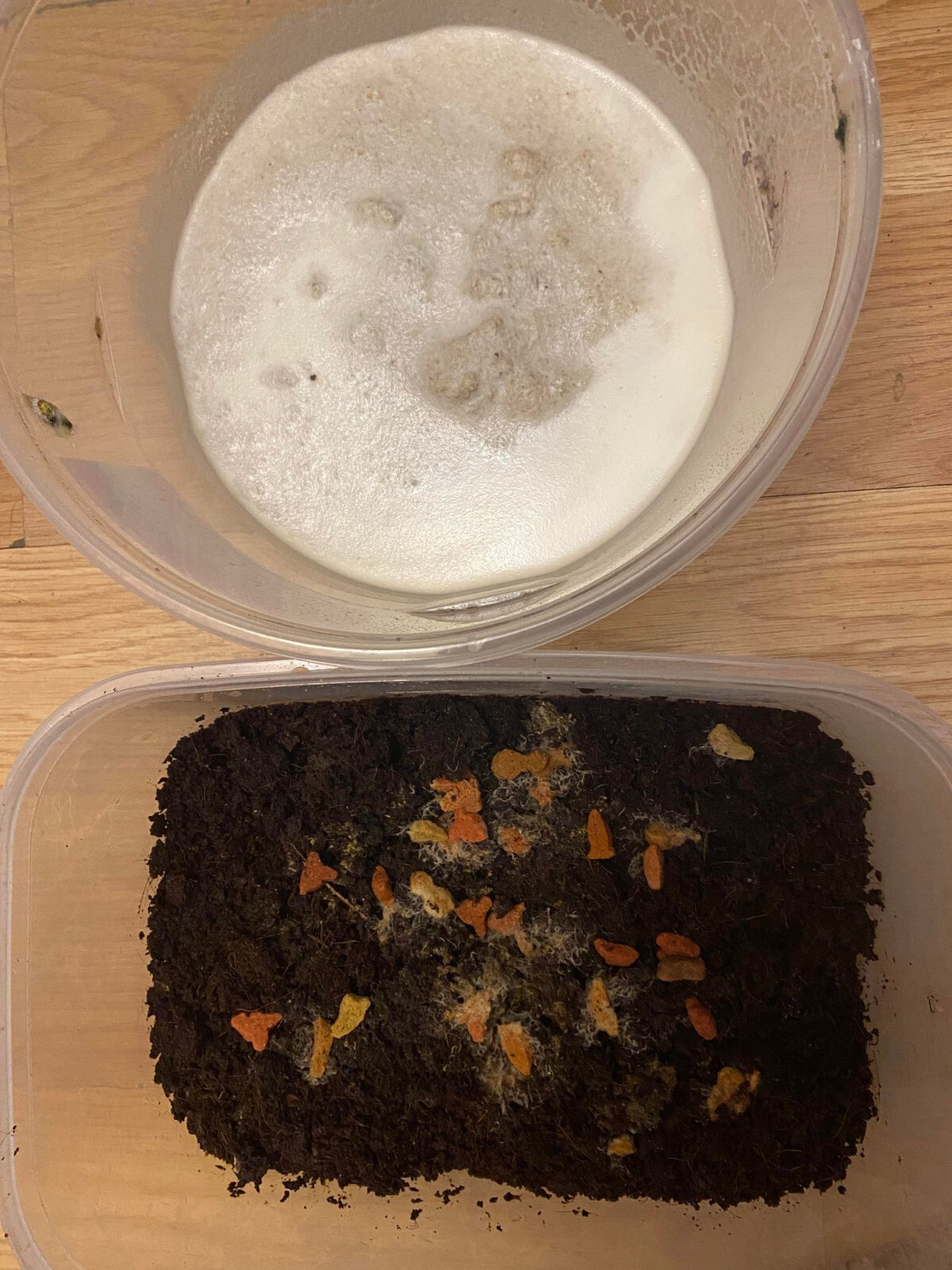 Grindal worms (Enchytraeus buchholzi) as a food for fish >> killi.co.uk