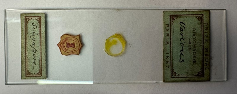 Antique Arthur Cole English c.1867 Worlds Fair Microscope Slide Diatom Various