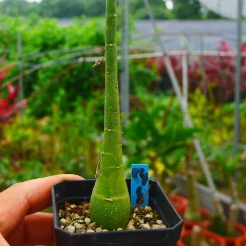 Cod Shipping Lable 2-3CM Adenia Venenata(Small Size)Passifloraceae Succulent Cactus Home ...