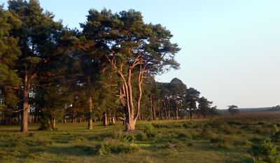 Foto 12x8 Pinien bei Sonnenuntergang Beaulieu Straße Sta Pinienzweige Abholung Ende c2011