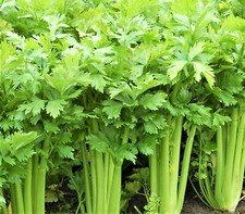 Tall Utah 52 Celery Seeds 1,000 Seeds  NON-GMO--BUY 4 ITEMS FREE SHIPPING!!!!!