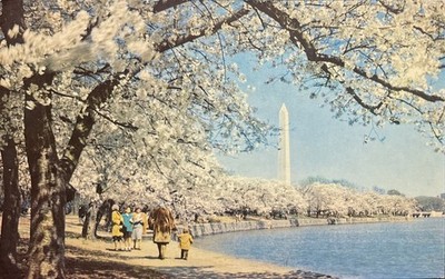 Washington DC  Washington Monument  postcard  unused