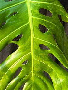 philodendron hederaceum mature Philodendron hederaceum var. hederaceum