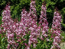 10 RED GAS PLANT Fragrant Fire Plant Dictamnus Albus Ruber Flower Seeds