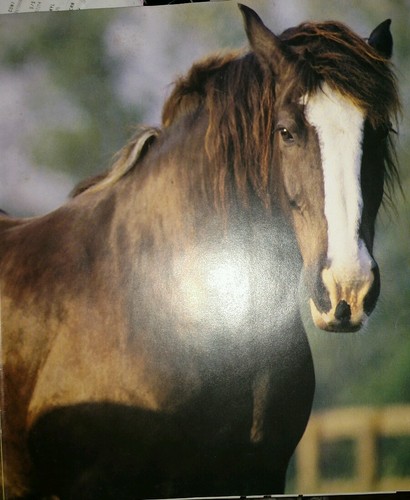 Complete Book of Horses 1993 1st Edition 1st Printing HCDJ Used - Picture 3 of 8