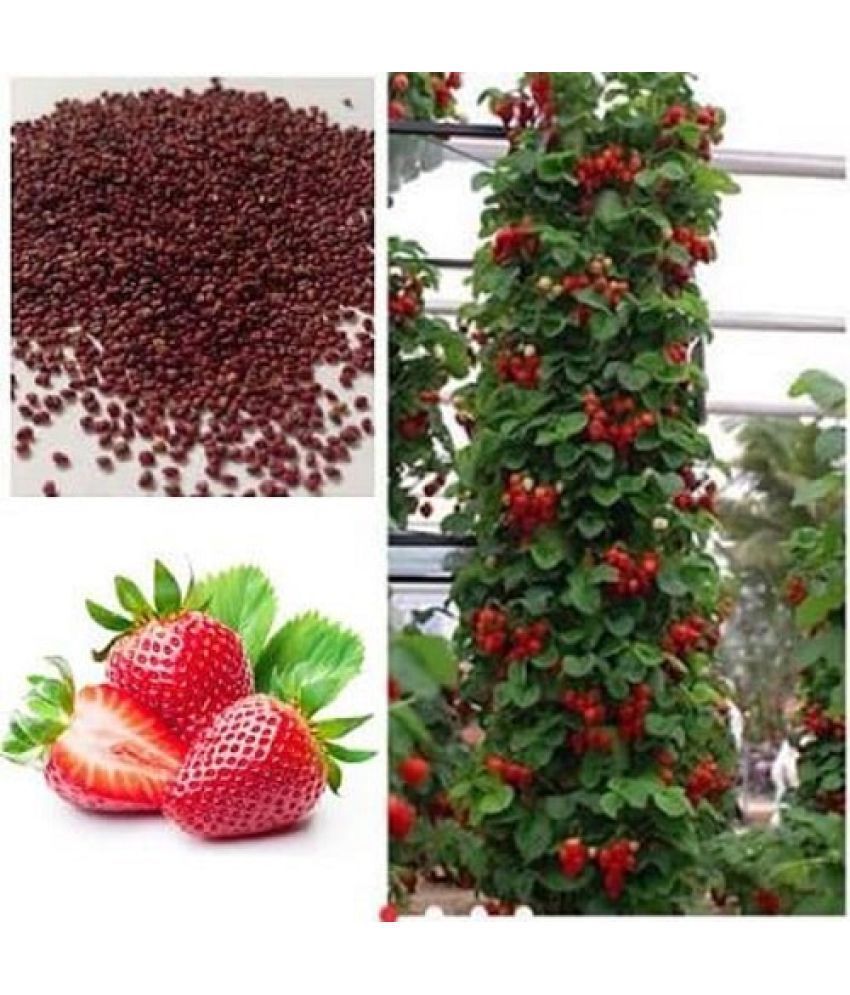 Red Climbing Strawberry Viable Seeds, Garden Pot Creeping Plant,  UK Stock