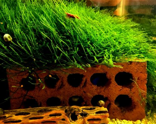 Java Moss - Give your Fry & Shrimp somewhere to hide!!! - Baseball Size Portion