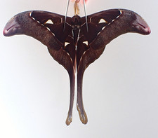 Butterflies for collectors | Butterfly taxidermy