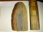 mazon creek fossils, percopteris, IL. — photo 2