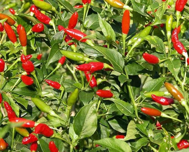 100 PCS Hot Chili Pepper Vegetable Seeds Basket of Fire
