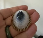 Opihi Limpet Seashell Molokai Hawaii Hand Picked and Sanded. — photo 1