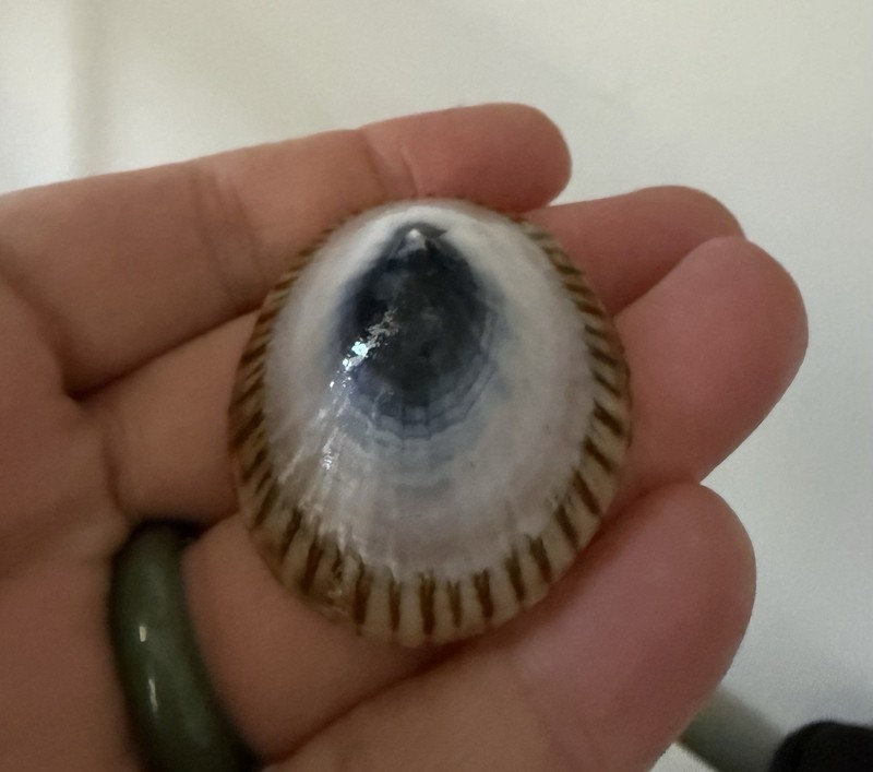 Opihi Limpet Seashell Molokai Hawaii Hand Picked and Sanded.