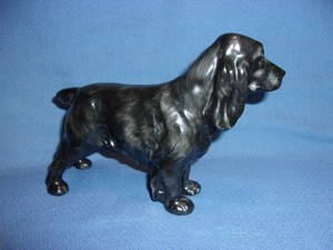 royal spaniel dog