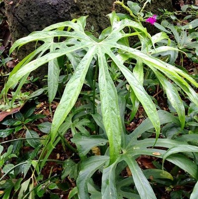 Finger Anthurium (Anthurium pedatoradiatum) - 1 germinated seed