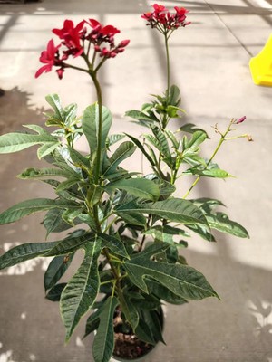 Jatropha integerrima red Peregrina Spicy Jatropha Live Plant | eBay