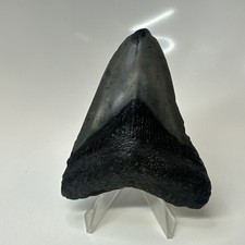 Megalodon Shark Tooth 3.40 Inch - Black - Carolina Fossil - Authentic 20713