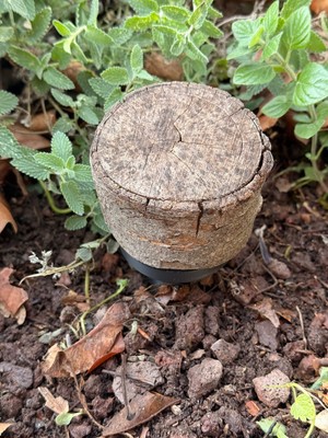 Geocaching Astscheiben-Versteck   mit integriertem PETling
