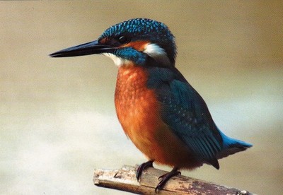 Zoo  Wildlife   *  Common KINGFISHER   Postkarte   EISVOGEL   Postcard   #PL02