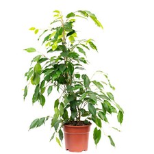 Pflegeleichete Birkenfeige "Forever" - Ficus benjamini - ca. 75 cm hoch, Topf-Ø 