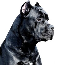 POSTER LOCANDINA QUADRO ADESIVO - CANE CORSO PITBULL DOGO AMSTAFF PERSONALIZABLE