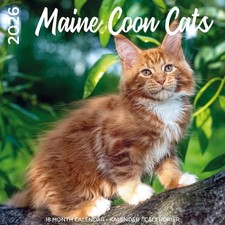 CALENDRIER  MAINE COON -  2026
