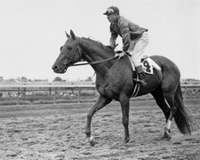 1942 Champion Race Horse WHIRLAWAY brillante foto 8x10 impresión pura sangre