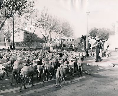 transhumance st martin de crau