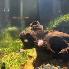 5 PINK Ramshorn Snails - LIVE - Home Tank Raised - Free Shipping
